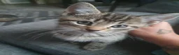 Mixed Breed cats for sale: 3 little boys  - Advert 8