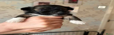 Lhasa Apso 1