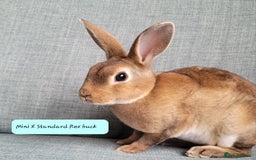 Rex rabbits for sale: Mini Rex babies- various colours & ages - Image 14