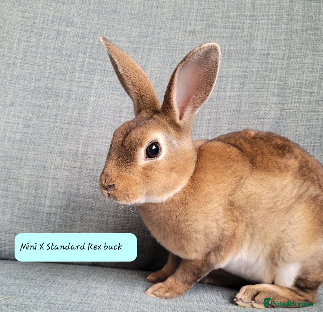 Rex rabbits for sale: Mini Rex babies- various colours & ages - Image 14
