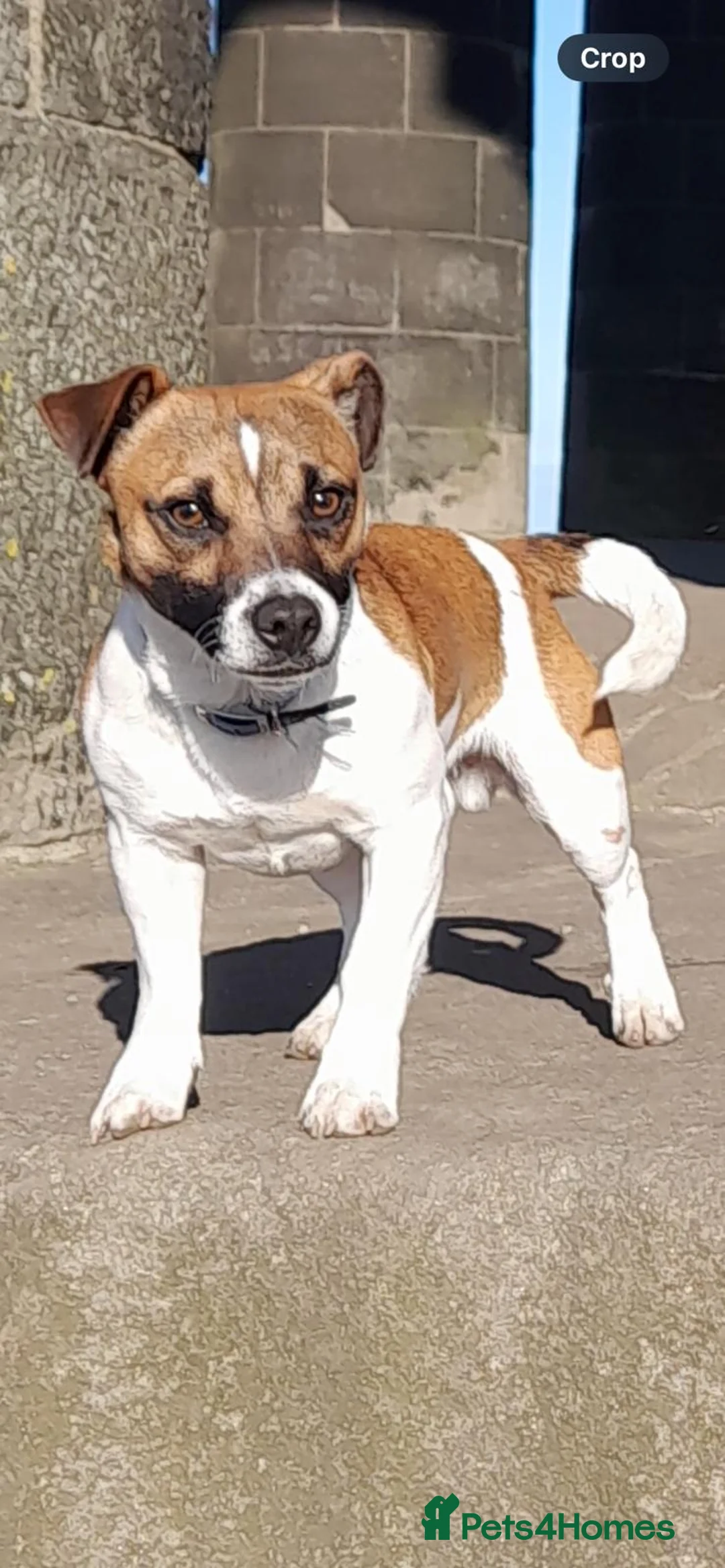 Jack Russell dogs for stud: Miniature Jack Russell for Stud in Newcastle upon Tyne - Advert 7