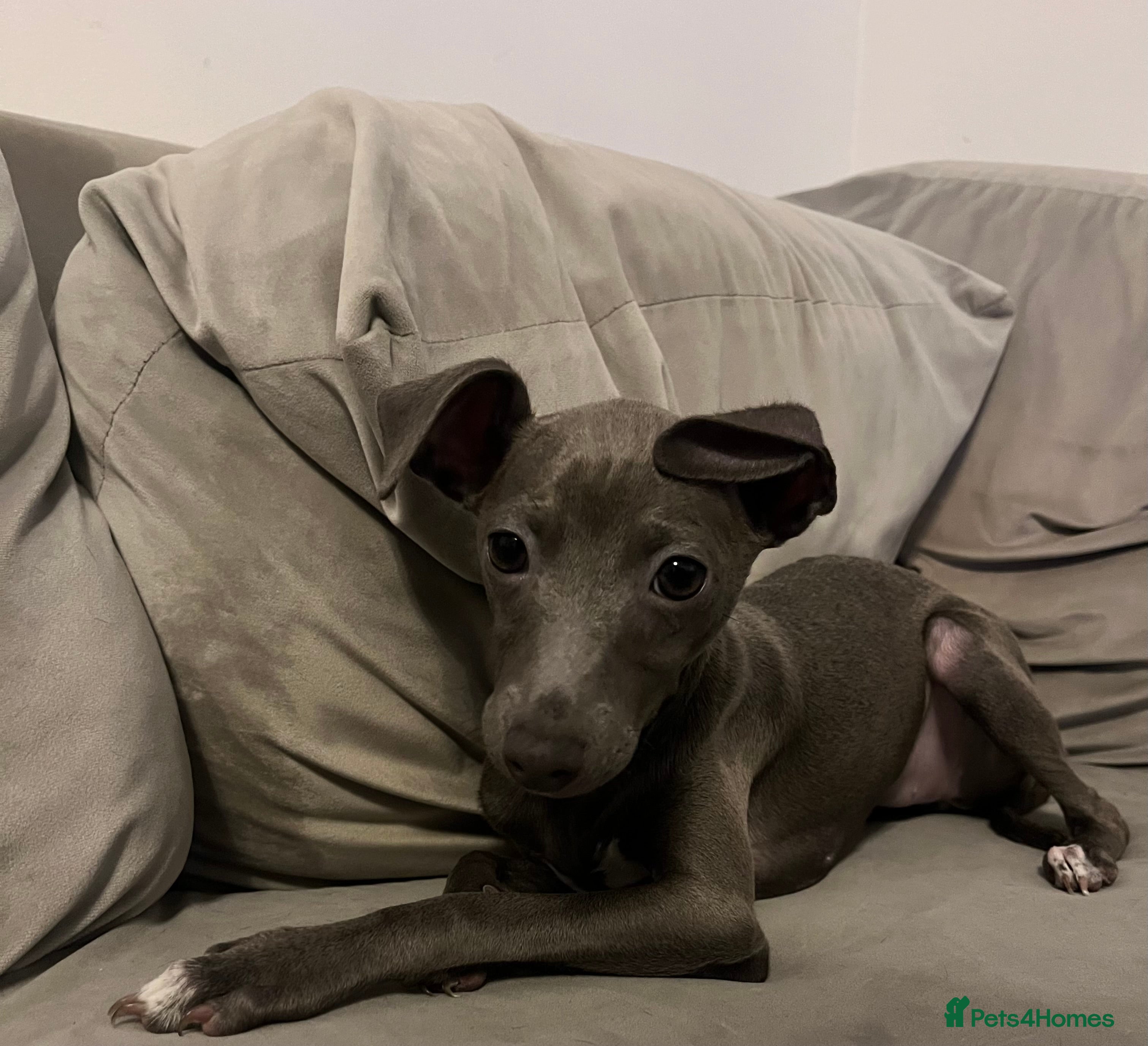Italian Greyhound dogs Italian greyhound blue girl  - Advert 1
