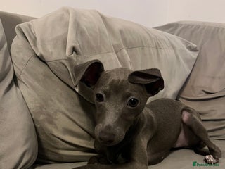 Italian Greyhound dogs Italian greyhound blue girl - Advert 1