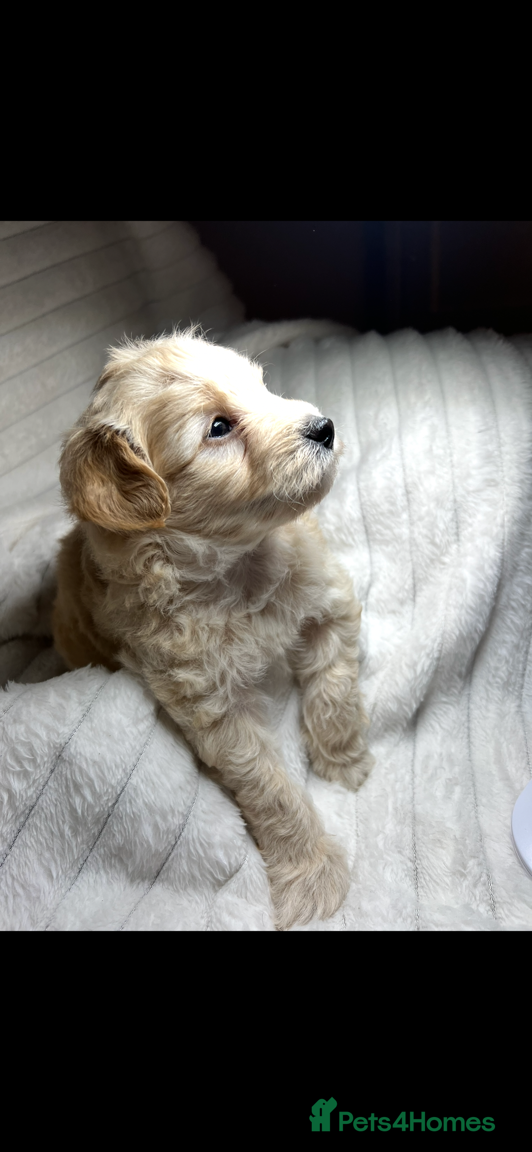 Maltipoo dogs for sale: Maltipoo puppies  - Advert 22