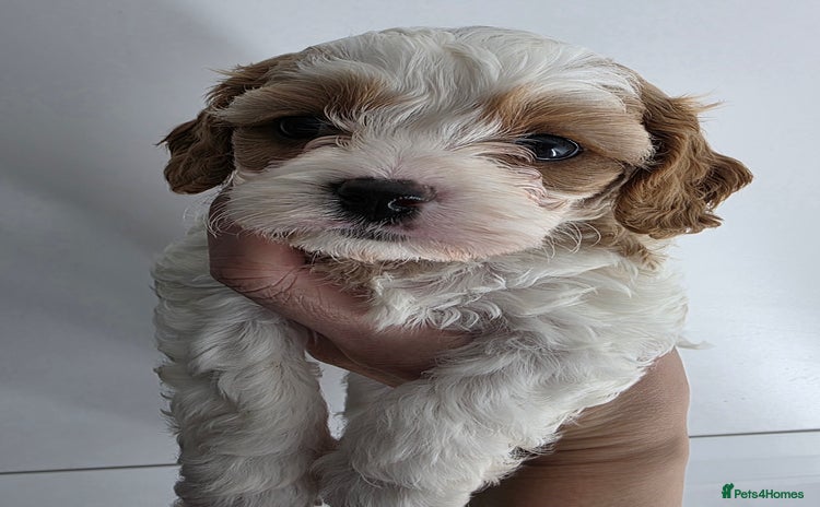 Cavapoo dogs Stunning f1 cavapoos  - Advert 15