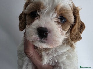 Cavapoo dogs Stunning f1 cavapoos - Advert 5