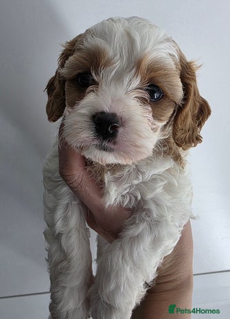Cavapoo dogs Stunning f1 cavapoos - Advert 4