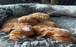 Cavapoo dogs for sale: F1 Fox Red Cavapoos (Health Tested) 🐶 - Image 7