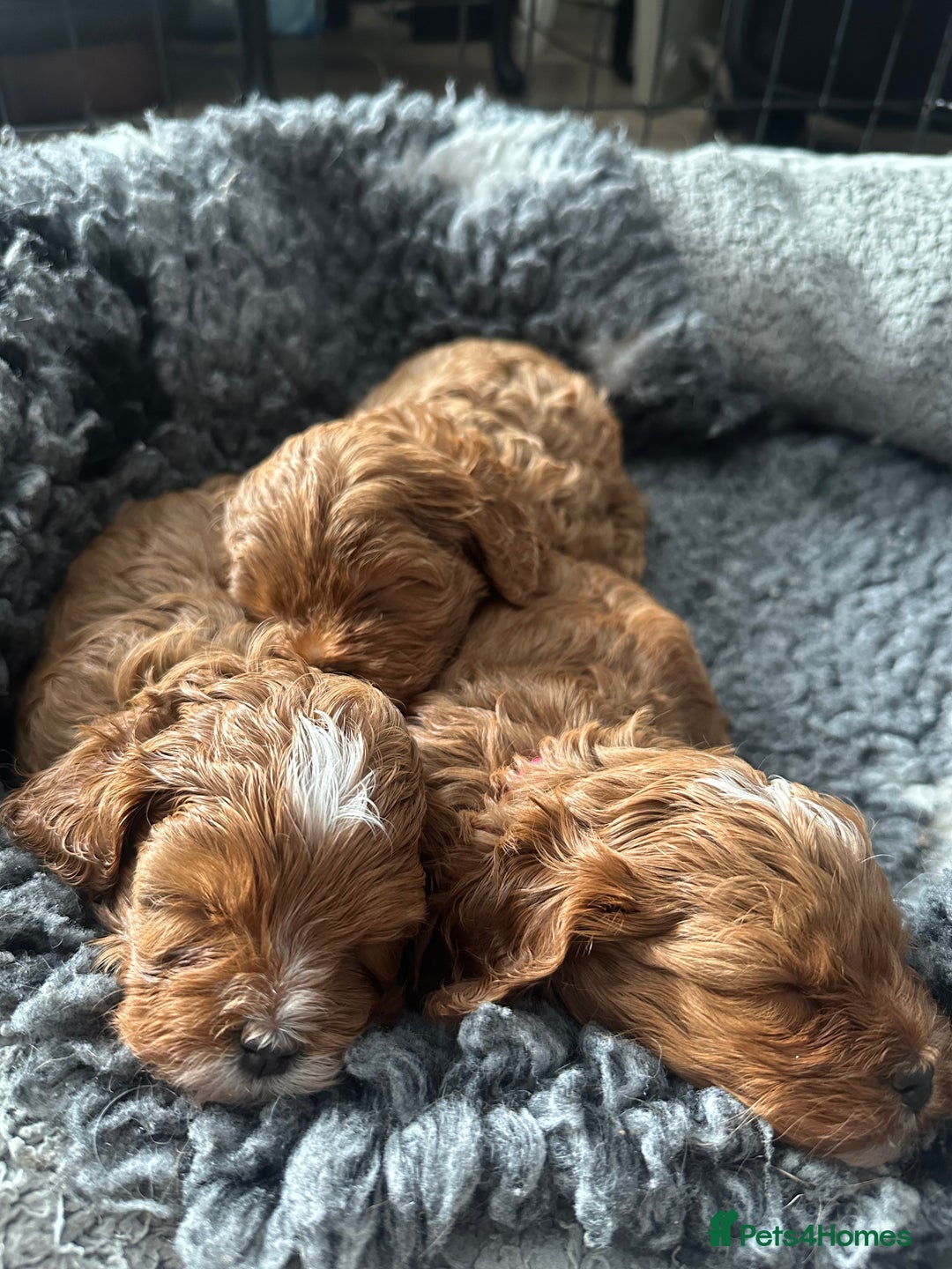 Cavapoo dogs for sale: F1 Fox Red Cavapoos (Health Tested) 🐶 - Image 7