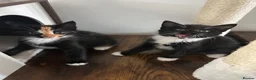 Domestic Shorthair cats for sale: Kitties to rehome with EVERYTHING INCLUDED  - Advert 9
