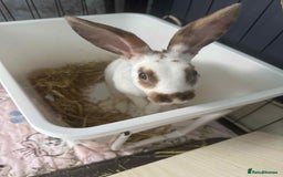 Rex rabbits for sale: Rex female ready to go immediately  - Image 1