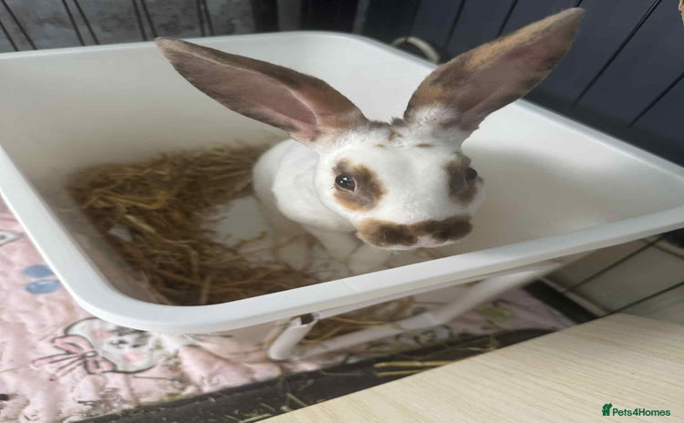 Rex rabbits - Advert 1