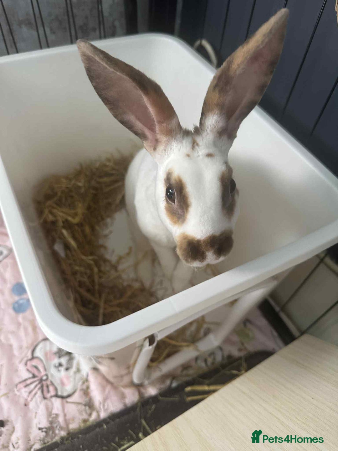 Rex rabbits for sale: Rex female ready to go immediately  - Image 1