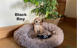 Cockapoo dogs for sale: 5⭐️⭐️⭐️⭐️⭐️RARE F1 champagne TOY Cockapoo pups!⭐️ - Image 5