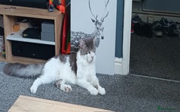 Maine Coon cats for sale: Beautiful Maine Coon kittens  - Image 20