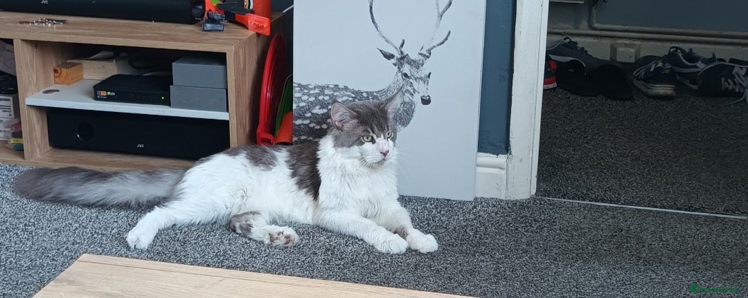 Maine Coon cats for sale: Beautiful Maine Coon kittens  - Image 20