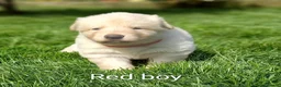 German Shepherd dogs for sale: Gorgeous German Shepherd pups for sale - Advert 29