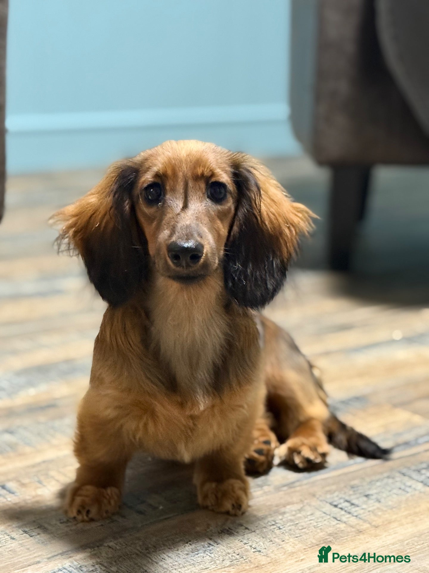 Miniature Dachshund dogs Kc registered miniature longhaired dachshunds   - Advert 1