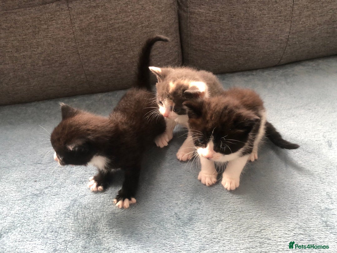 Mixed Breed cats for sale: 5 kittens for sale - Advert 11