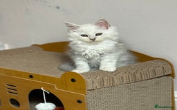 Maine Coon cats for sale: Outstanding Blue Silver Shaded Maine Coon Kittens - Image 24