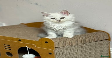 Maine Coon cats - Advert 12
