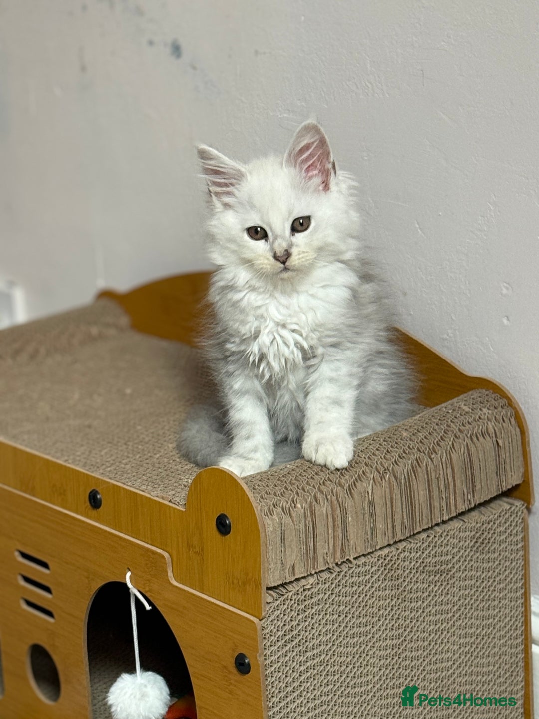 Maine Coon cats for sale: Outstanding Blue Silver Shaded Maine Coon Kittens - Image 24
