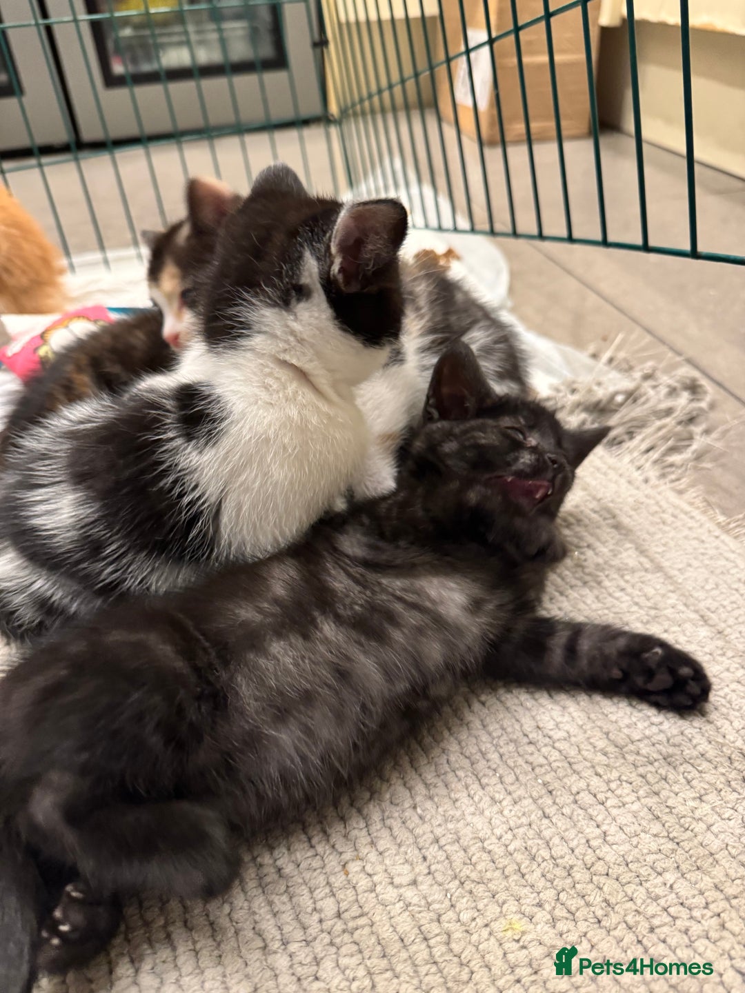 Bengal cats for sale: Bengal x British short hair kittens ready soon 15t - Advert 26