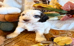 Cockapoo dogs for sale: Gorgeous cockapoo babies  - Image 7
