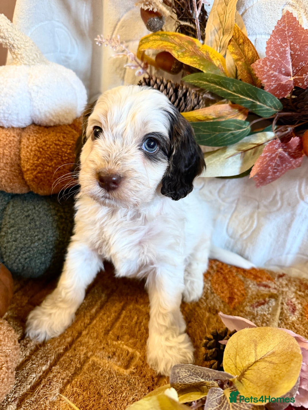 Cockapoo dogs for sale: Gorgeous cockapoo babies  - Image 7