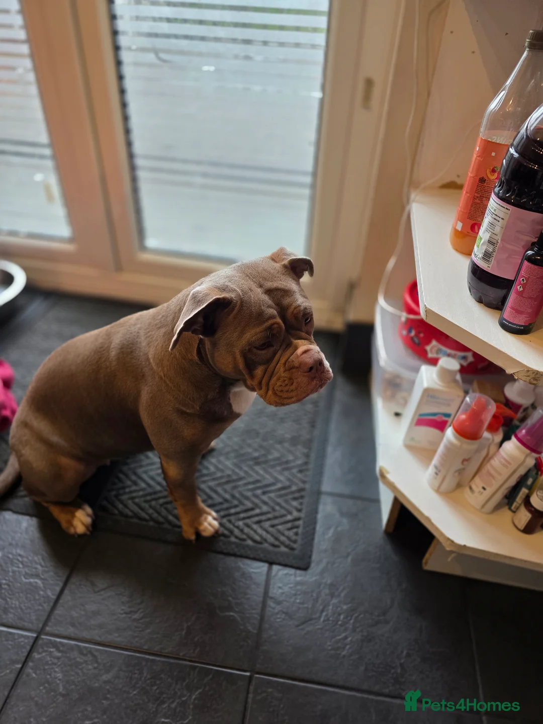 Olde English Bulldogge dogs for sale: 🐾 Nala – 08-Month-Old Old English Bulldogge  - Advert 8