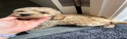 Cockapoo dogs for sale: Cockapoo puppy’s f1b  - Advert 4