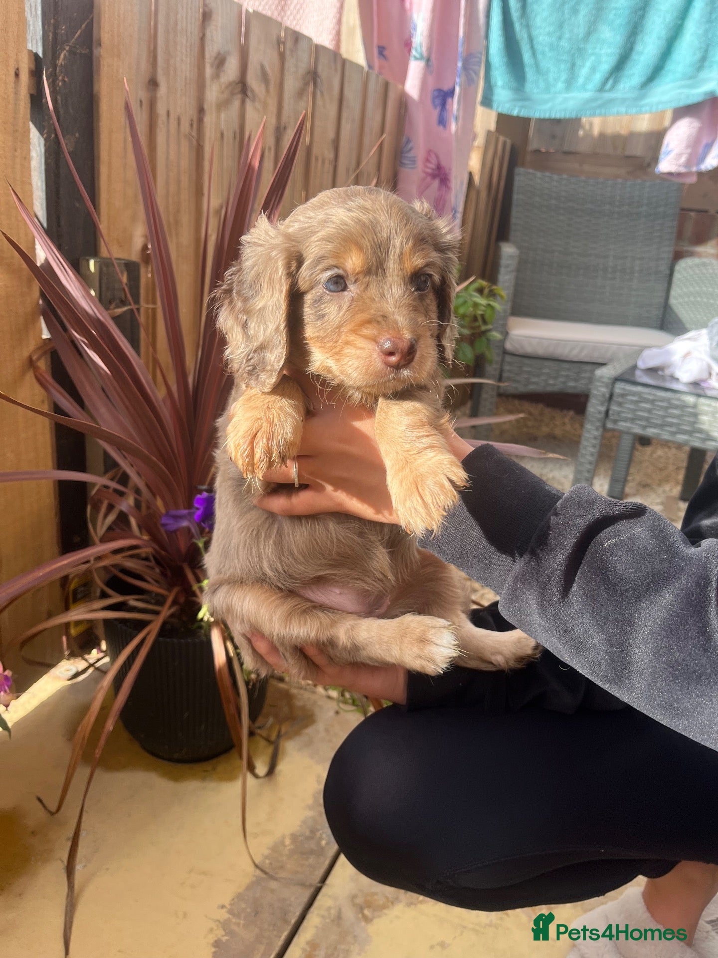 Cavapoo dogs 🐶Beautiful Cavapoo Puppies 🐾 - Advert 20