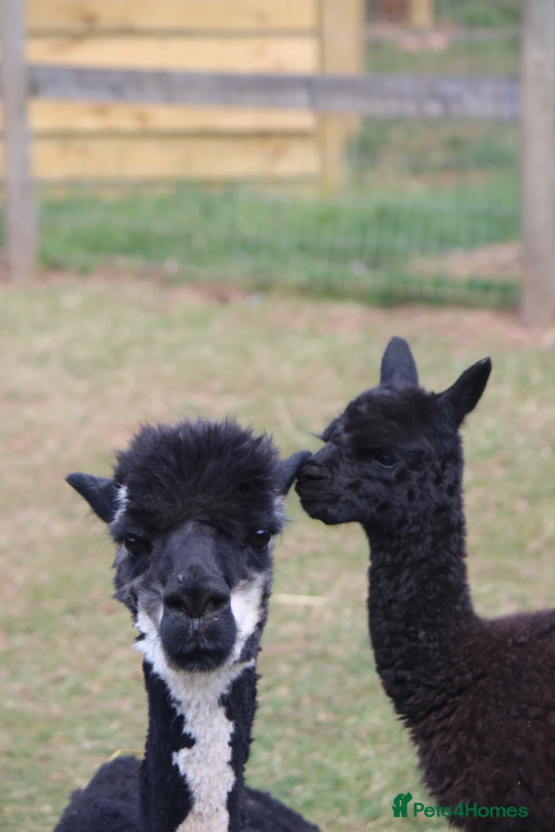 Alpaca livestock for sale: Entire Male Alpaca - Advert 1