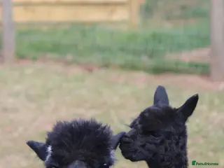 Alpaca livestock Entire Male Alpaca - Advert 1