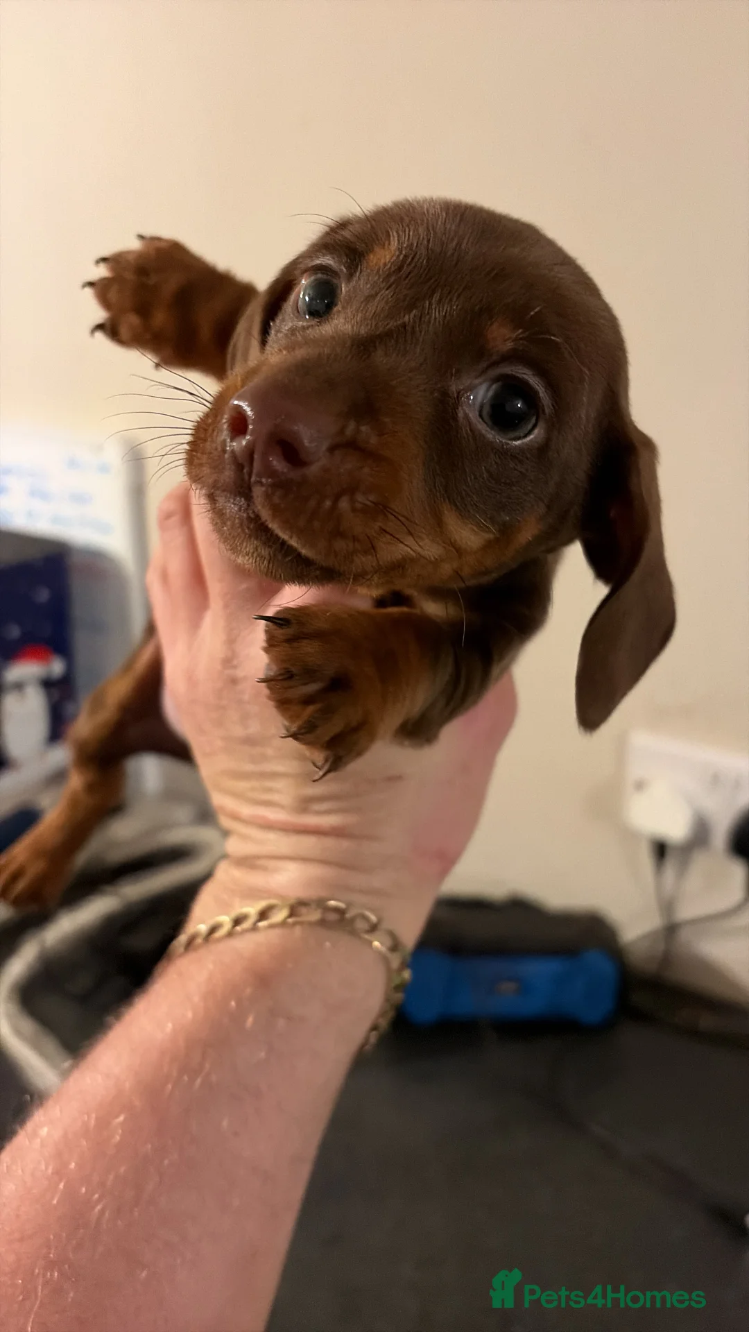 Miniature Dachshund dogs for sale: 2 mini dachshund boys left  - Advert 9