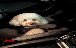 Toy Poodle dogs for stud: Gucci Toy Poodle Stud - Image 9