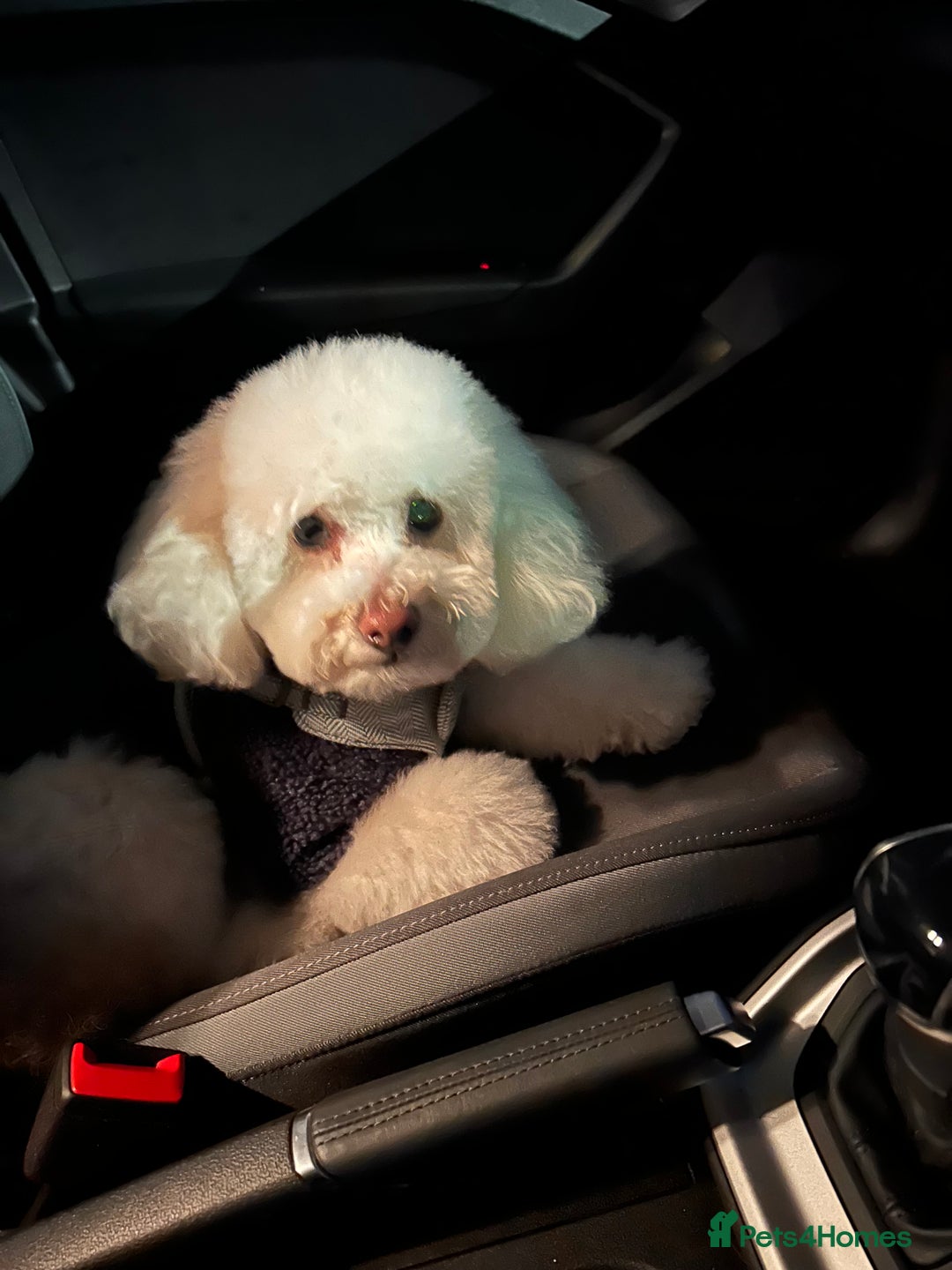 Toy Poodle dogs for stud: Gucci Toy Poodle Stud - Image 9
