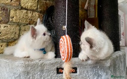 Ragdoll cats for sale: Outstanding TICA reg Kittens – Champion Bloodlines - Image 7