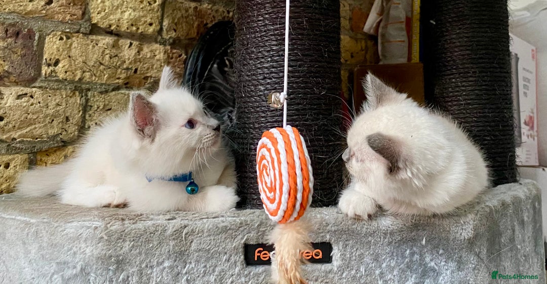 Ragdoll cats for sale: Outstanding TICA reg Kittens – Champion Bloodlines - Image 7