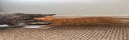 Mixed Breed cats for sale: 4 playful kittens ready for their new home - Advert 11