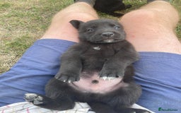 Borador dogs for sale: Beautiful Collie x Labrador Puppies - Image 10
