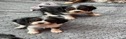 Cavalier King Charles Spaniel dogs for sale: Cavalier King Charles Spaniels  - Advert 1