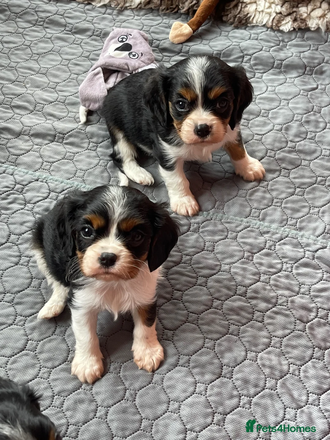 Cavalier King Charles Spaniel dogs for sale: Cavalier King Charles Spaniels  - Advert 1
