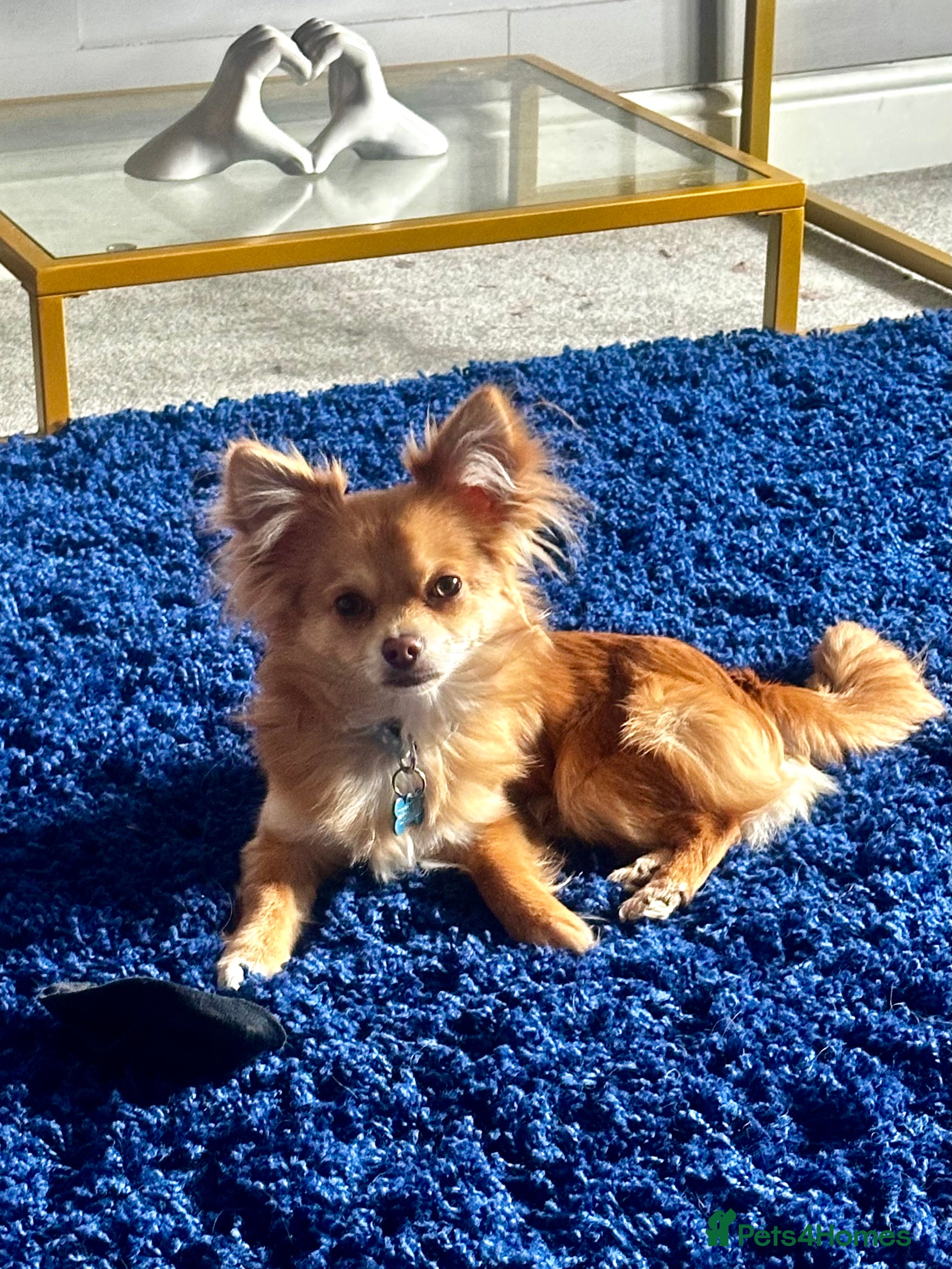 Chihuahua dogs Make entire chihuahua 2yo  - Advert 2