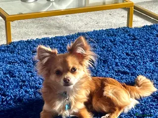 Chihuahua dogs Make entire chihuahua 2yo - Advert 1