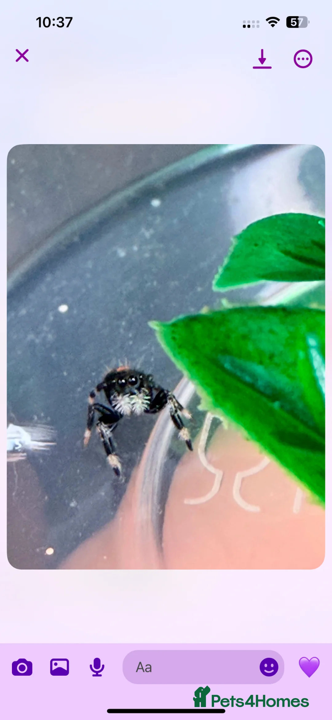 Spiders invertebrates for sale: Jumping spider  - Advert 1