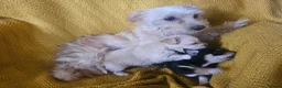 Chorkie dogs for sale: Beautiful chorkies  - Advert 3