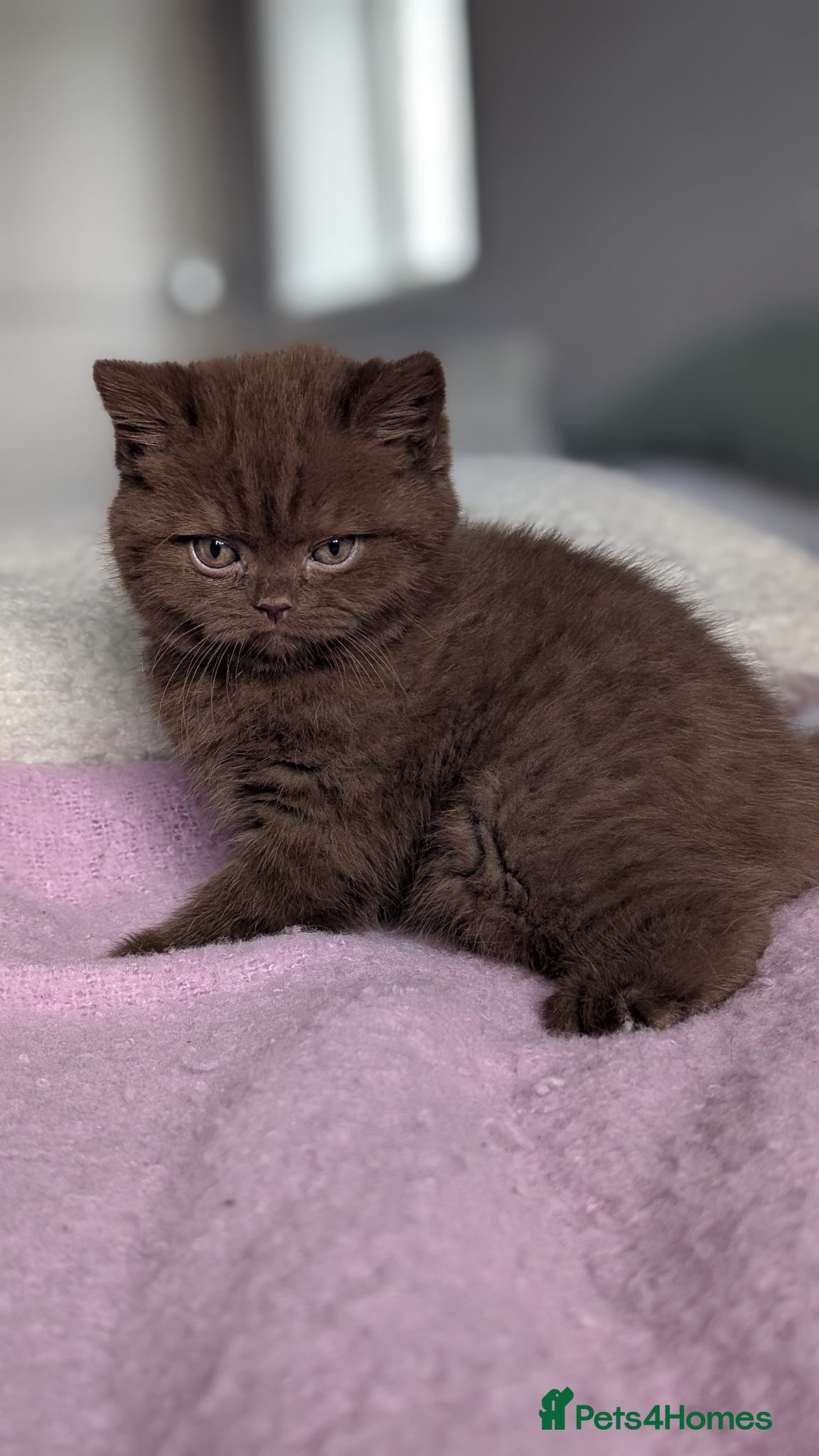 British Shorthair cats GCCF REGISTERED CHOCOLATE AND LILAC KITTENS - Advert 1