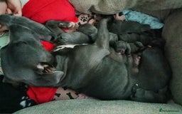 Mixed Breed dogs for sale: Pretty little girls  - Image 2