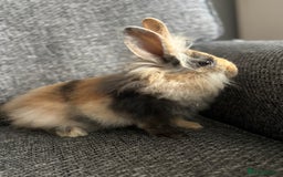 Lionhead rabbits for sale: 3 females Dutch x lionhead ready to go💞 - Image 11